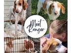 Adopt Ranger a White - with Tan, Yellow or Fawn Foxhound / Hound (Unknown Type)