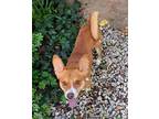 Adopt Pez a Basenji / Jack Russell Terrier dog in Fairfax Station, VA (39487757)