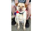 Adopt Winkle a Labrador Retriever dog in Fairfax Station, VA (31835421)