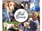 Adopt Gunner a White - with Tan, Yellow or Fawn Foxhound / Hound (Unknown Type)