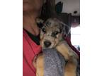 Adopt Tiger a Merle Catahoula Leopard Dog / Hound (Unknown Type) / Mixed dog in