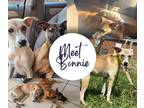 Adopt Bonnie a Tan/Yellow/Fawn Whippet / Terrier (Unknown Type