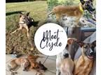 Adopt Clyde a Tan/Yellow/Fawn Whippet / Terrier (Unknown Type