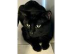 Adopt Griffin a Domestic Shorthair / Mixed (short coat) cat in Grand Junction