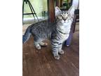 Adopt Ysera a Domestic Shorthair / Mixed (short coat) cat in Grand Junction