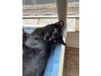 Adopt Ferret a Domestic Shorthair / Mixed (short coat) cat in Grand Junction