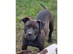 Adopt NaeNae a Hound (Unknown Type) / Mixed dog in WAYNESVILLE, GA (39963935)