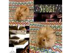 Adopt Fudge a Fawn Lionhead (long coat) rabbit in San Jose, CA (39972229)