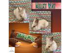 Adopt Milky Way a White Lionhead (long coat) rabbit in San Jose, CA (39972228)