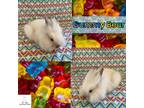 Adopt Gummy Bear a White Lionhead (long coat) rabbit in San Jose, CA (39972227)