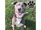 Adopt Rex a Gray/Blue/Silver/Salt & Pepper Labrador Retriever / Mixed dog in