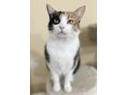 Adopt Scarlett a Calico or Dilute Calico Calico (short coat) cat in Huntington