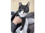 Adopt Louizee a Black & White or Tuxedo Domestic Shorthair (short coat) cat in