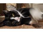 Adopt Raya a Black & White or Tuxedo Domestic Shorthair (short coat) cat in
