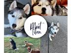 Adopt Titan a Gray/Blue/Silver/Salt & Pepper Husky / Mixed dog in Mount Holly