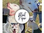 Adopt Piper a White Husky / Shepherd (Unknown Type) / Mixed dog in Mount Holly