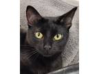 Adopt Princess Leia a All Black Domestic Shorthair (short coat) cat in