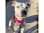 Adopt Roxie a White American Staffordshire Terrier / Mixed Breed (Medium) /