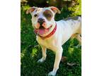 Adopt G-Dog a White - with Brown or Chocolate Pit Bull Terrier / Mixed dog in