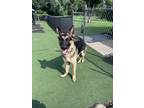 Adopt Onyx a Black - with Tan, Yellow or Fawn German Shepherd Dog / Mixed dog in