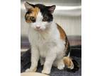 Adopt Cricket a Brown or Chocolate Domestic Shorthair / Domestic Shorthair /