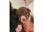 Adopt Bo a Brown/Chocolate - with White American Pit Bull Terrier / Mutt / Mixed