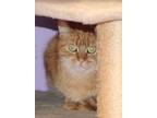 Adopt Blinky a Orange or Red (Mostly) Domestic Shorthair (short coat) cat in