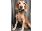 Adopt Carl Charles a Tan/Yellow/Fawn - with White Beagle / Mixed dog in Waldorf