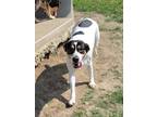 Adopt Patsy a White Mixed Breed (Medium) / Mixed dog in Dallas, TX (39966626)