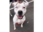 Adopt Chloe D a Black - with White Pit Bull Terrier / Mixed Breed (Large) /