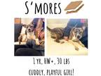 Adopt S'Mores a Mixed Breed (Medium) / Mixed dog in Albany, GA (39793041)