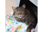 Adopt Lynx a Gray or Blue Domestic Longhair / Domestic Shorthair / Mixed cat in