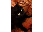 Adopt Candy Cat a Domestic Shorthair / Mixed (short coat) cat in Grand Junction