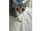 Adopt Culebra a Gray or Blue Domestic Shorthair / Domestic Shorthair / Mixed cat