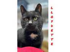 Adopt Lloydette a All Black Domestic Shorthair / Domestic Shorthair / Mixed cat