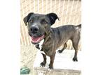 Adopt Cindy a Brindle American Pit Bull Terrier / Mixed Breed (Medium) / Mixed