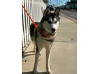 Adopt KENYA a White Husky / Mixed dog in Huntington Beach, CA (39956490)