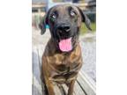 Adopt Tank a Brown/Chocolate Mastiff / Mixed dog in St. Catharines