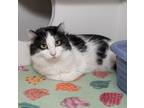 Adopt Oreo a All Black Domestic Longhair / Domestic Shorthair / Mixed cat in
