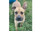 Adopt Cody a Tan/Yellow/Fawn Boxer / Mixed dog in Valparaiso, IN (33144008)