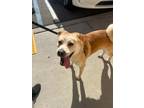 Adopt PERCY a Tan/Yellow/Fawn Shepherd (Unknown Type) / Mixed Breed (Medium) /