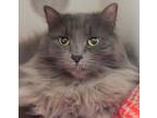 Adopt Rayne a Gray or Blue Domestic Longhair / Domestic Shorthair / Mixed cat in