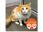 Adopt Meeko a Orange or Red Domestic Longhair / Domestic Shorthair / Mixed cat