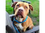 Adopt Redford a Red/Golden/Orange/Chestnut - with White American Pit Bull