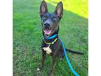 Adopt Porter a Brindle - with White German Shepherd Dog / Mixed dog in Costa