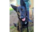 Adopt Lexington a Black German Shepherd Dog / Mixed dog in Costa Mesa