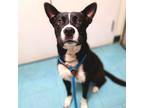 Adopt tUNA a Black - with White Border Collie / American Pit Bull Terrier /