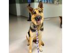 Adopt Hailee a Tricolor (Tan/Brown & Black & White) German Shepherd Dog / Mixed
