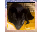 Adopt Stella a Black Border Collie / Mixed dog in Amarillo, TX (39961734)