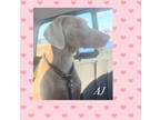 Adopt AJ a Tan/Yellow/Fawn Doberman Pinscher / Mixed (short coat) dog in